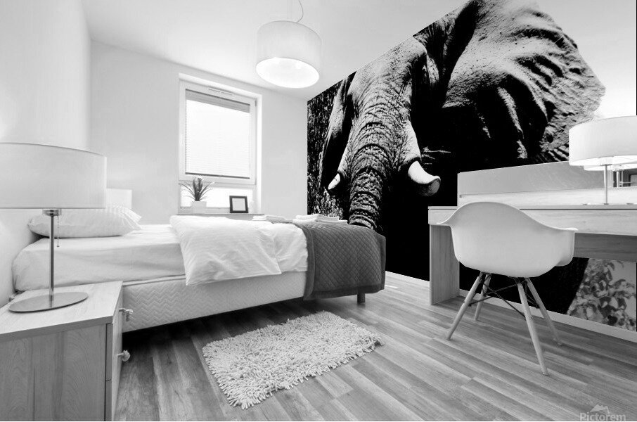 Elephant close up Mural print
