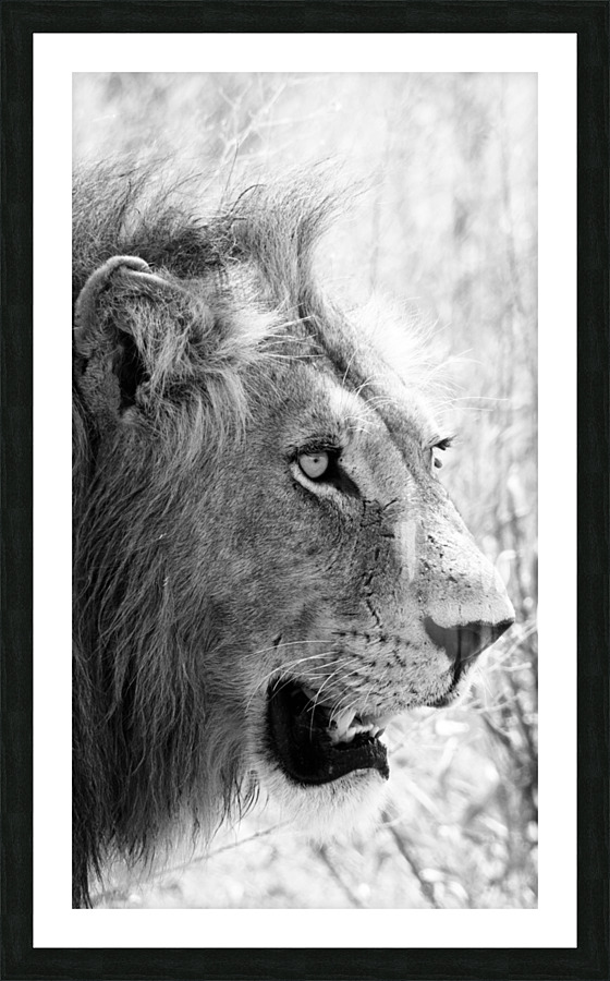 Stunning Lion  Picture Frame print