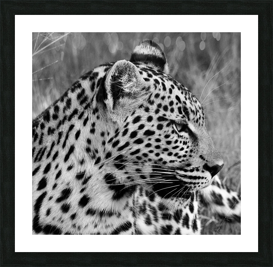 Leopard side profile  Picture Frame print