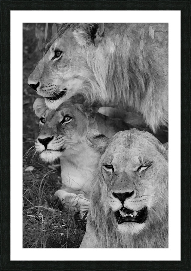 Three lions  Picture Frame print