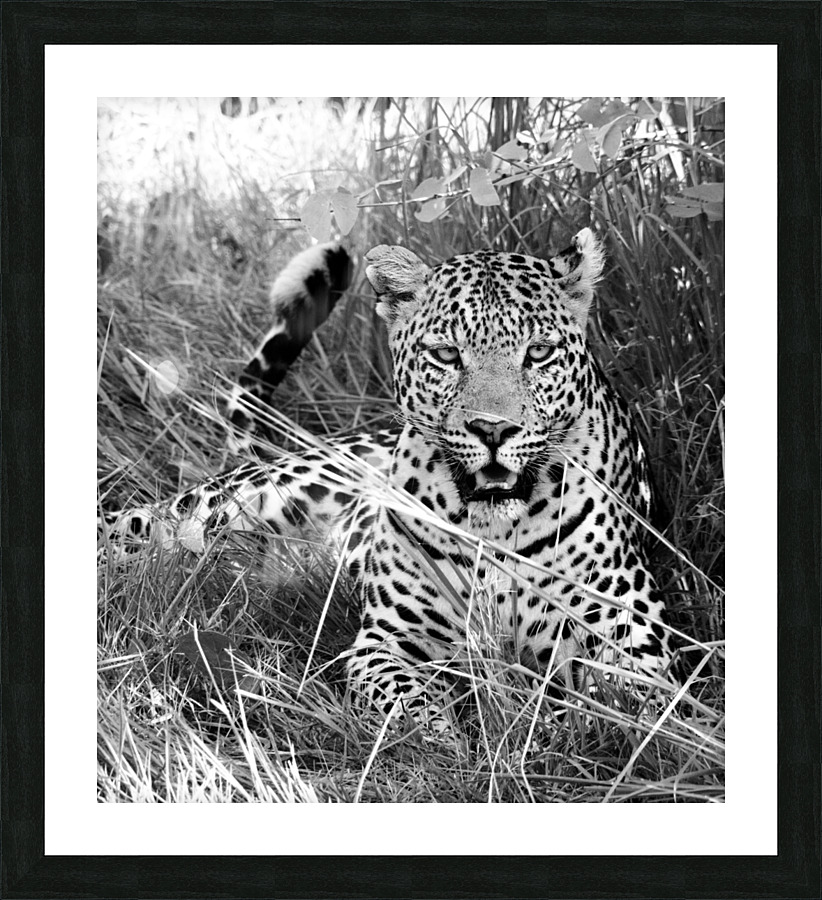 Happy leopard Picture Frame print