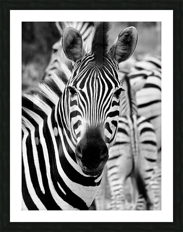 Zebra angry  Picture Frame print