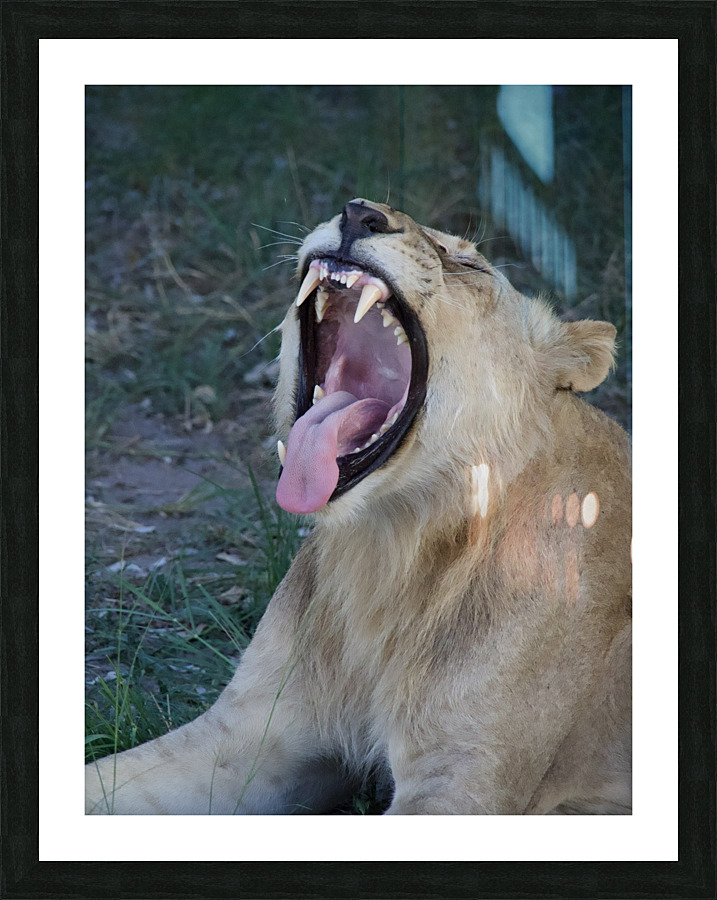 Roaring lion  Picture Frame print