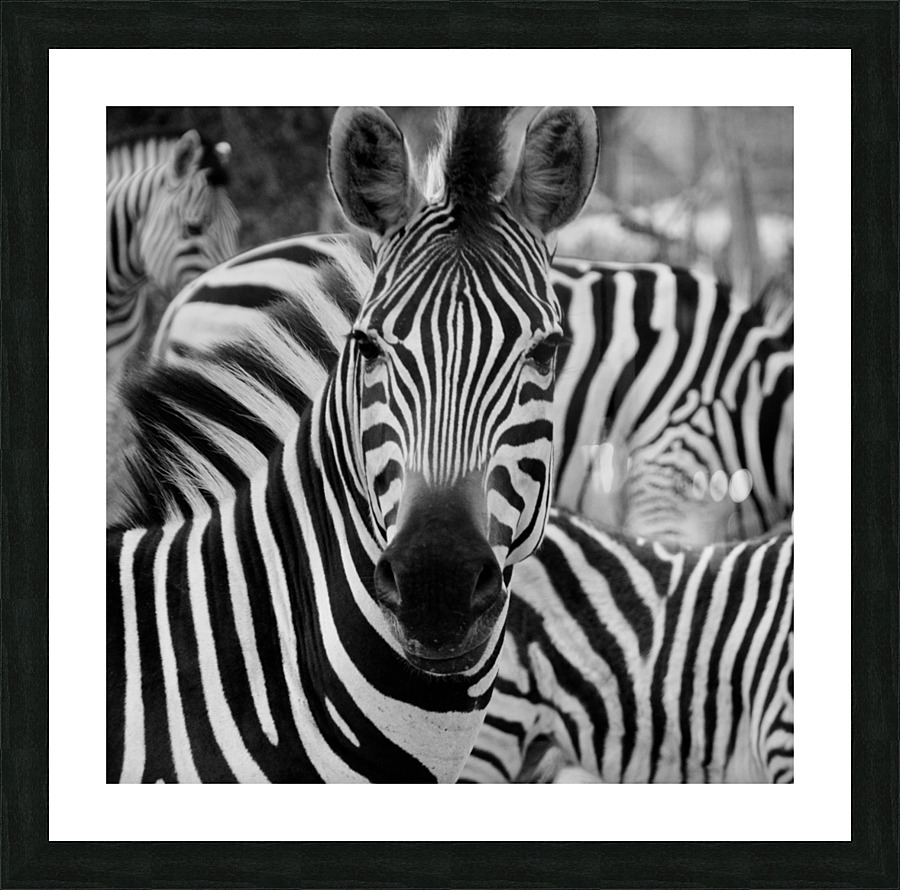 Stripey zebra  Picture Frame print