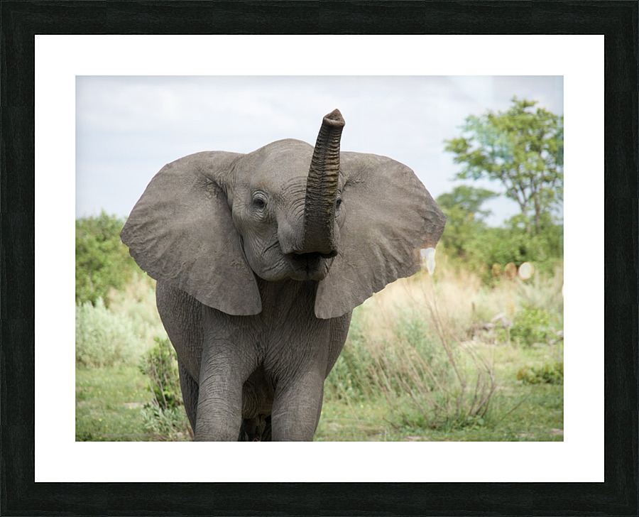 Party elephant  Picture Frame print