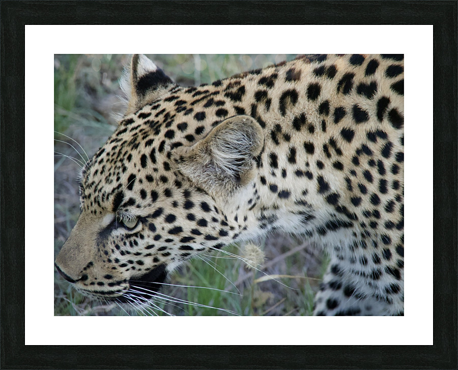 Leopard profile  Picture Frame print