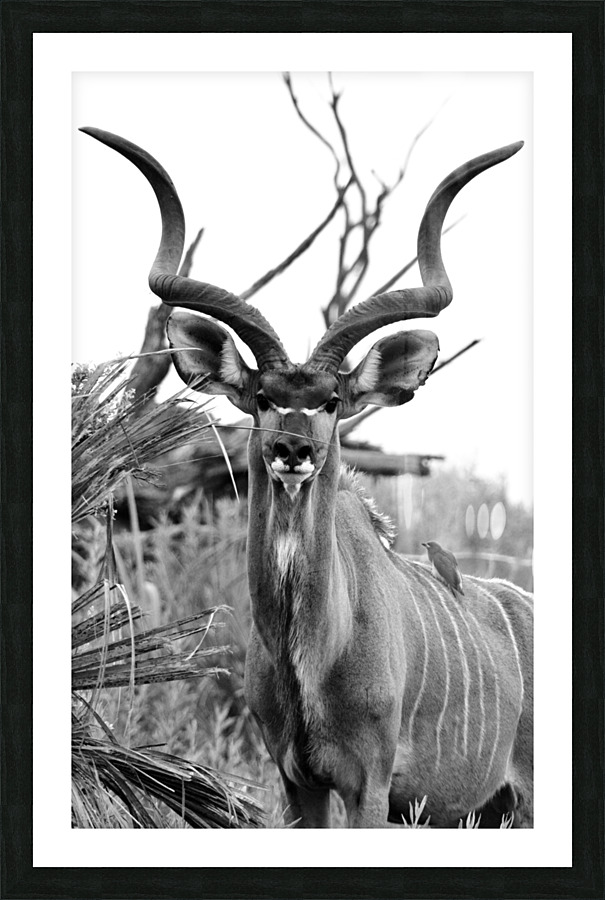 Handsome Kudu Picture Frame print