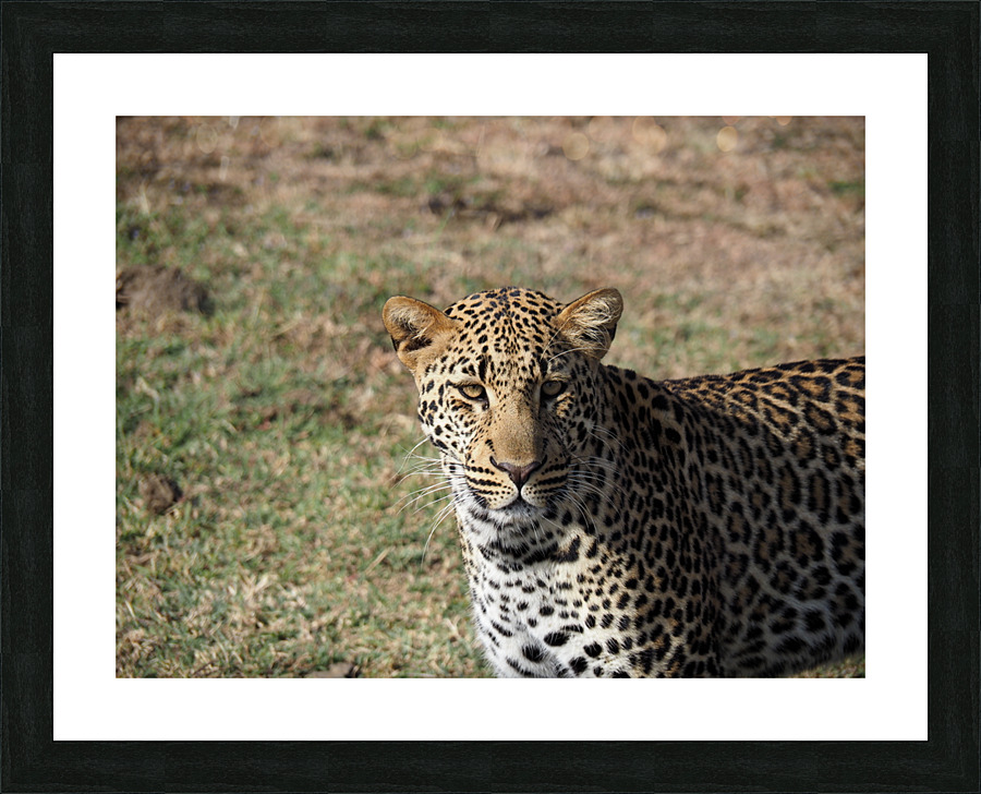 Passive leopard  Picture Frame print