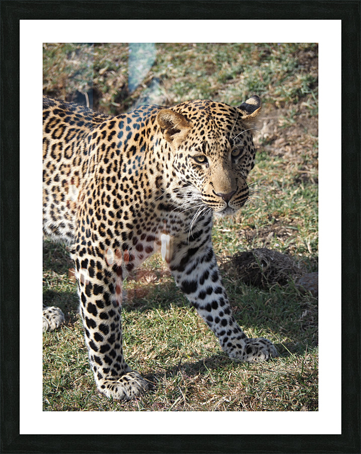 Leopard look  Picture Frame print