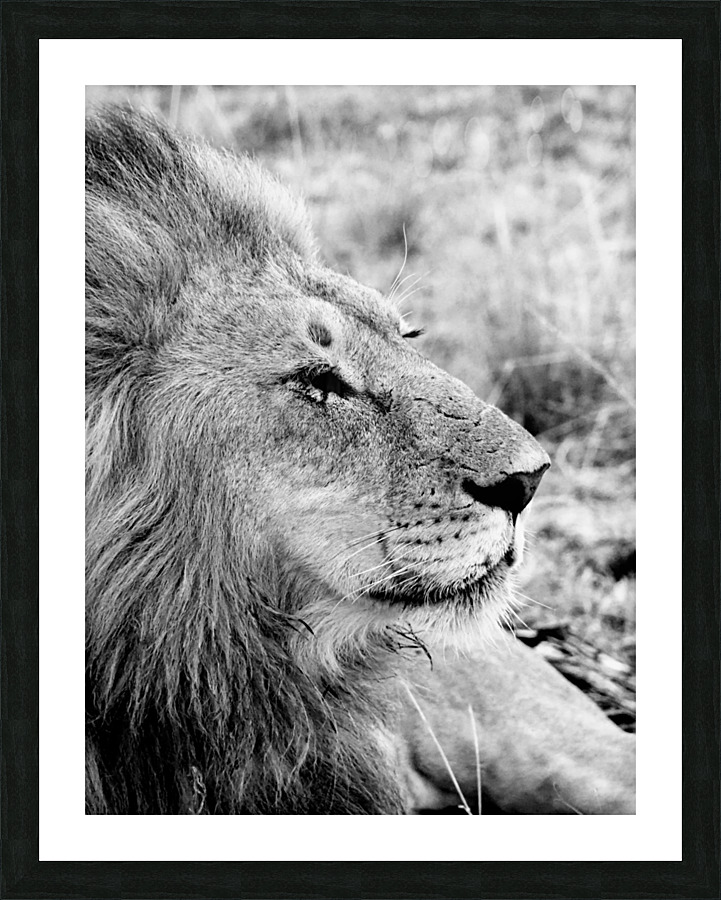 Passive Lion Picture Frame print