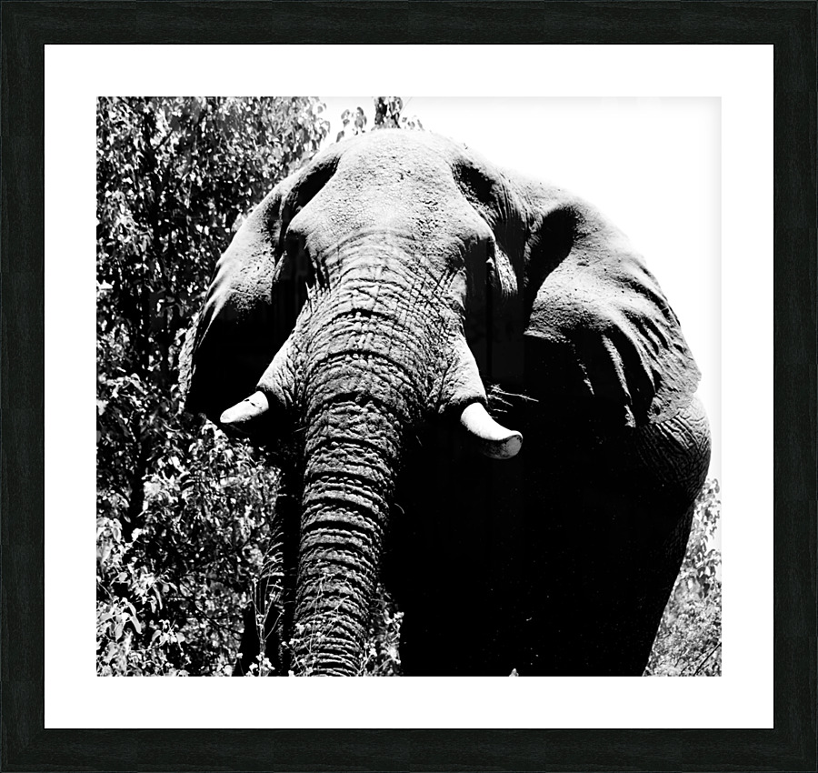 Elephant close up Picture Frame print