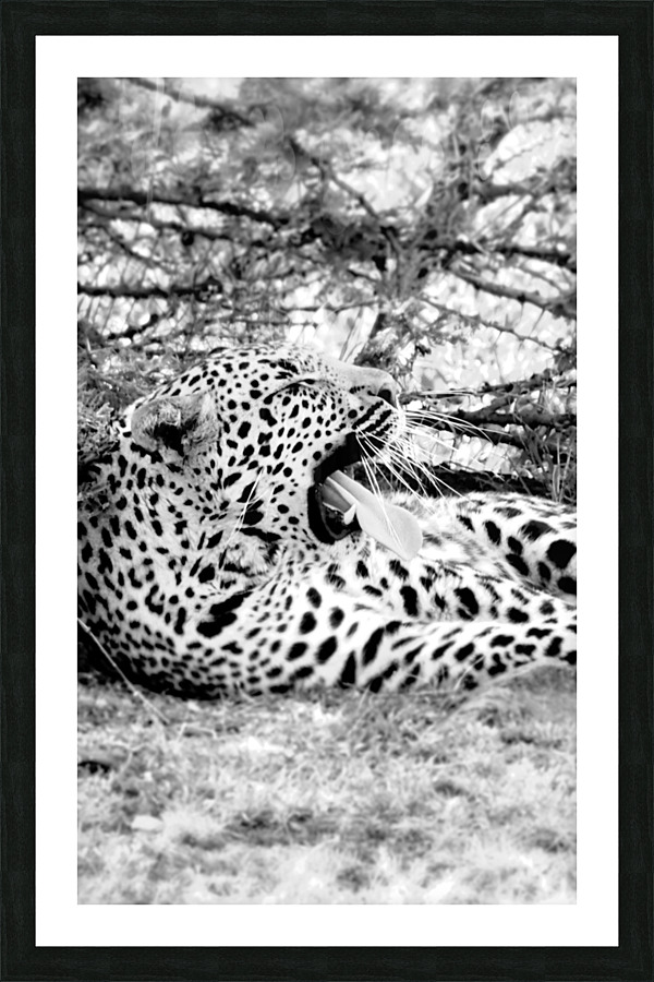 Leopard black and white Picture Frame print