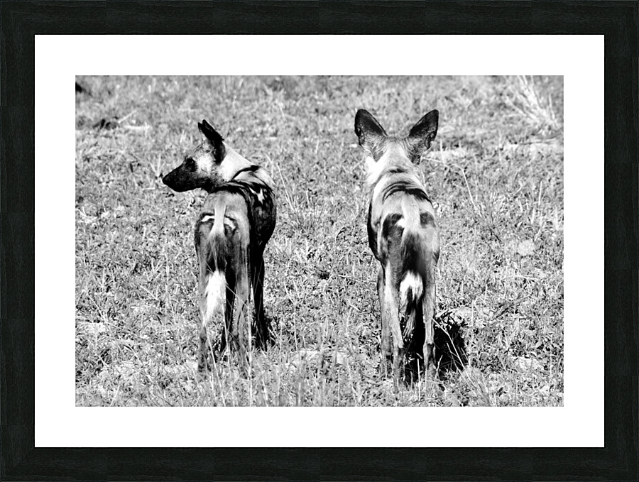 Painted Dogs  Picture Frame print
