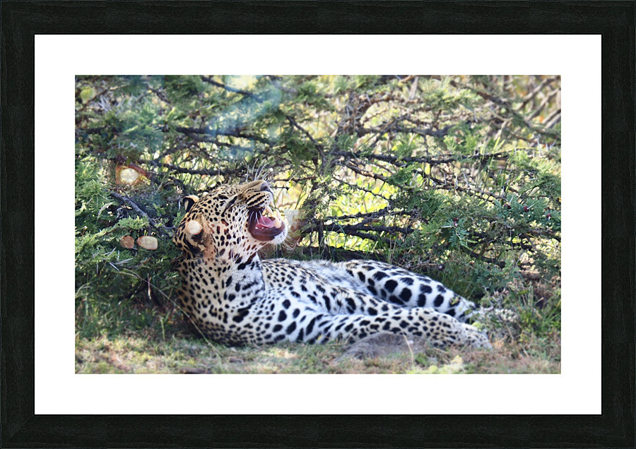 Sleepy Leopard Picture Frame print