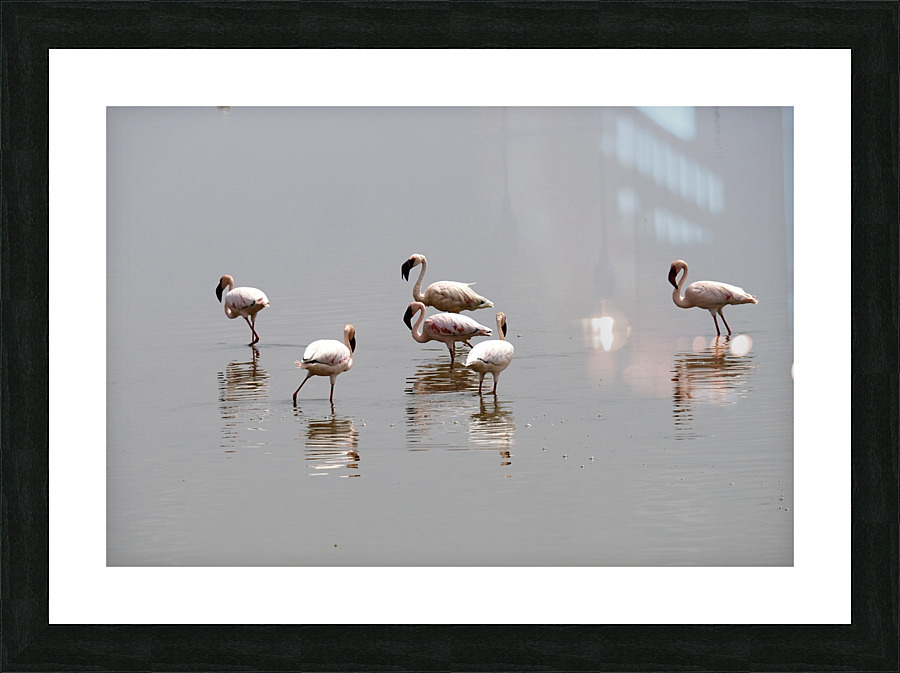 Flamingo  Picture Frame print