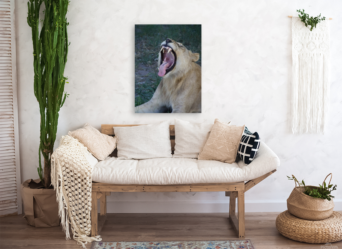 Roaring lion  Reproduction