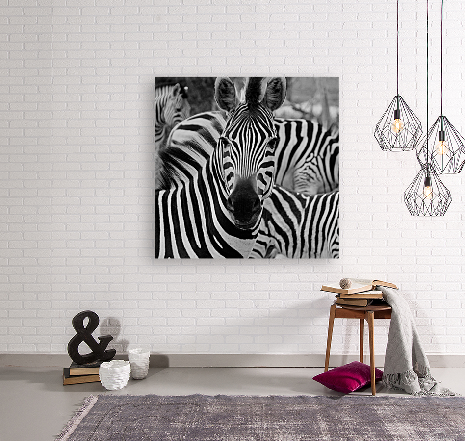 Stripey zebra  Reproduction