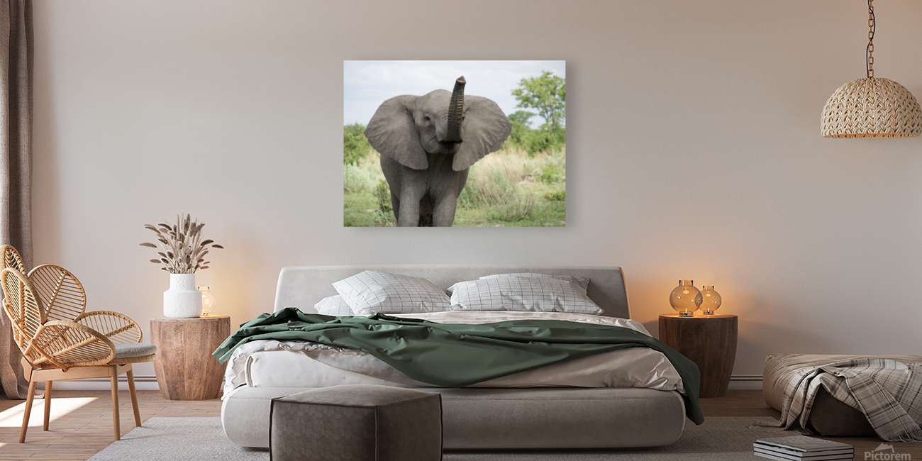 Party elephant  Reproduction