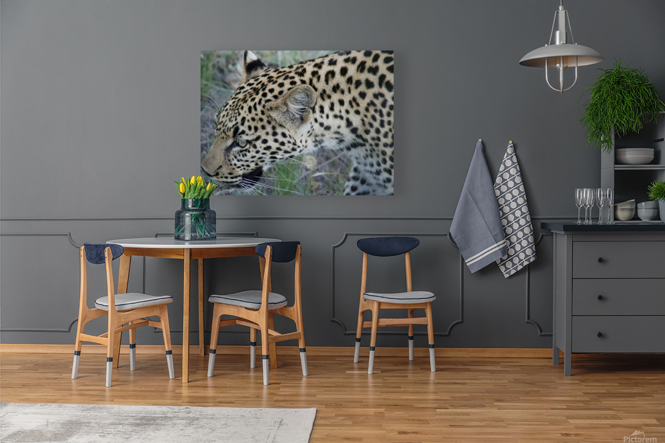 Leopard profile  Reproduction