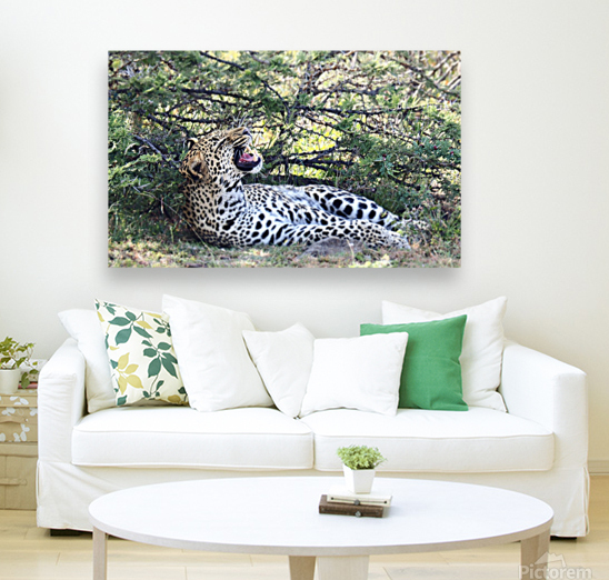 Sleepy Leopard Reproduction