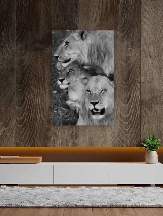 Three lions  by  Nico Swahili