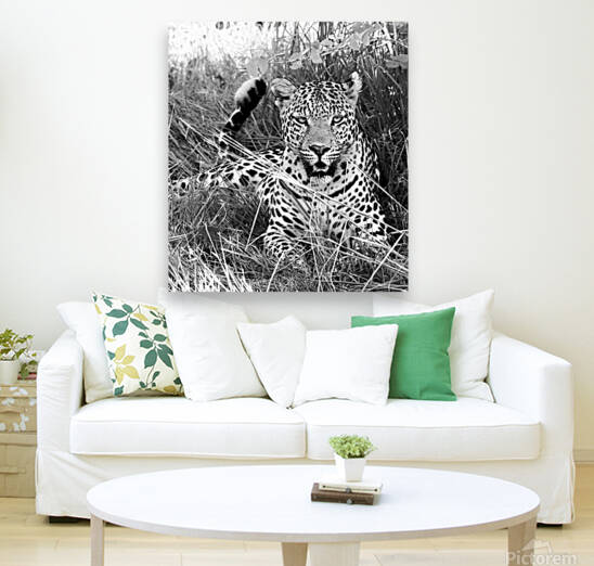Happy leopard by  Nico Swahili