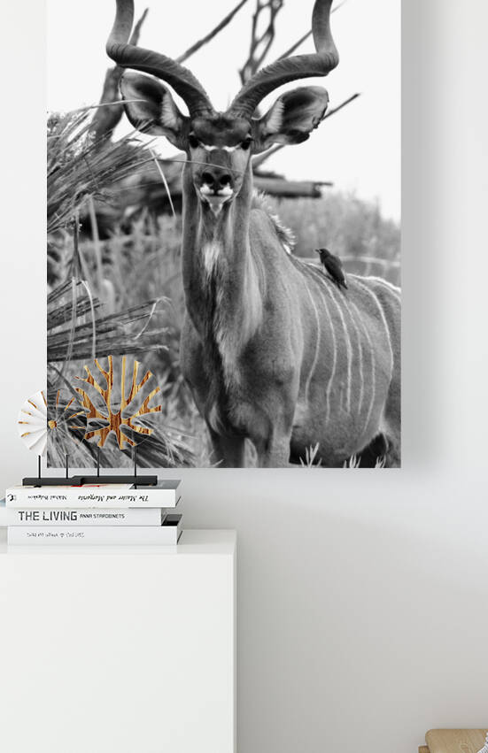 Handsome Kudu by  Nico Swahili