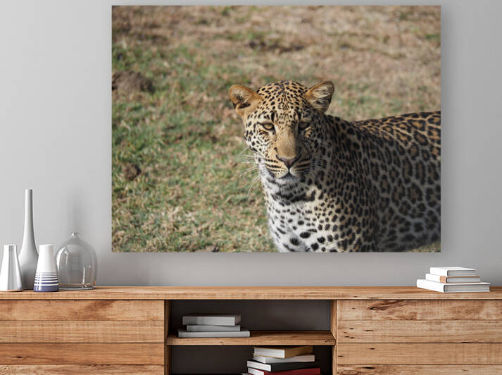 Passive leopard  by  Nico Swahili