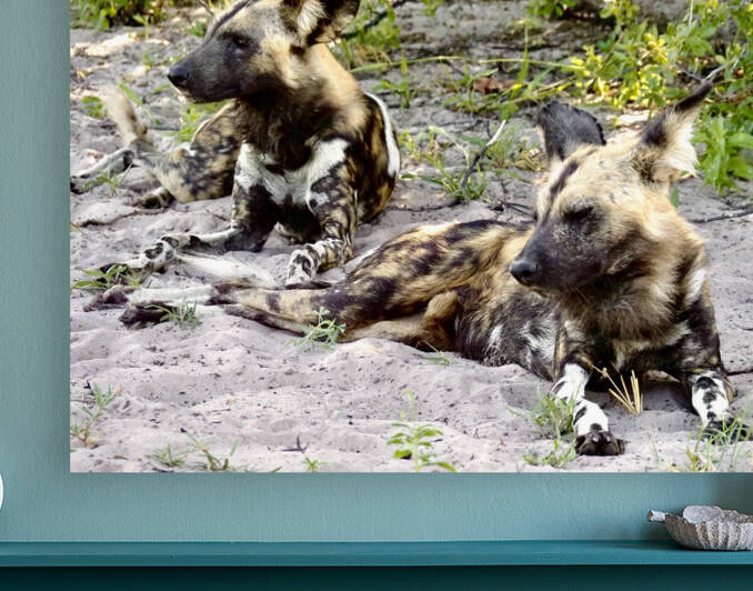 Tired Painted Dogs by  Nico Swahili