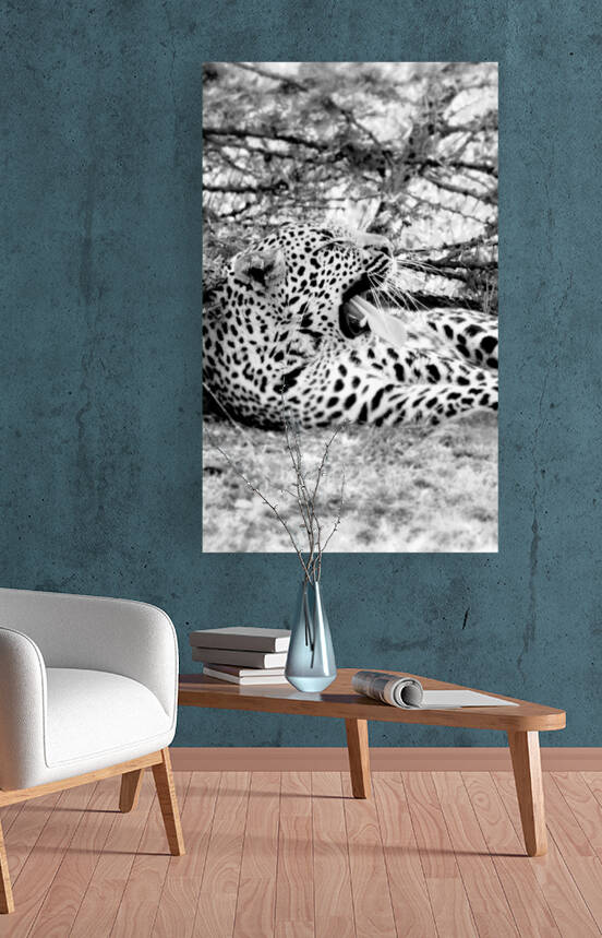 Leopard black and white by  Nico Swahili