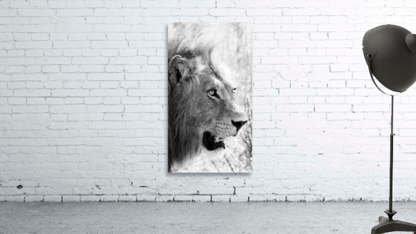Stunning Lion  Wall Preview