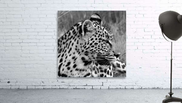 Leopard side profile  Wall Preview