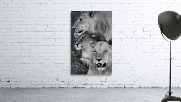 Three lions  Wall Preview