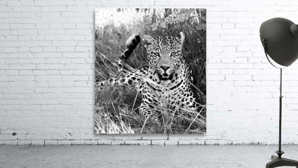 Happy leopard Wall Preview