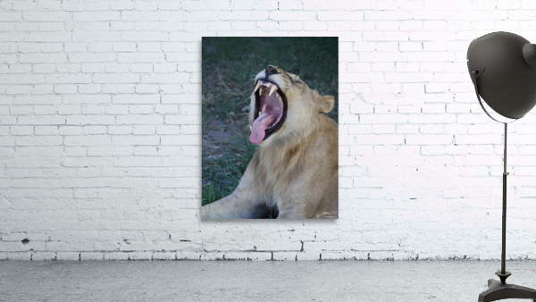 Roaring lion  Wall Preview