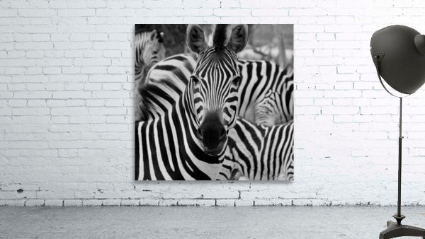 Stripey zebra  Wall Preview