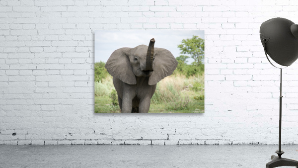 Party elephant  Wall Preview