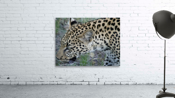 Leopard profile  Wall Preview