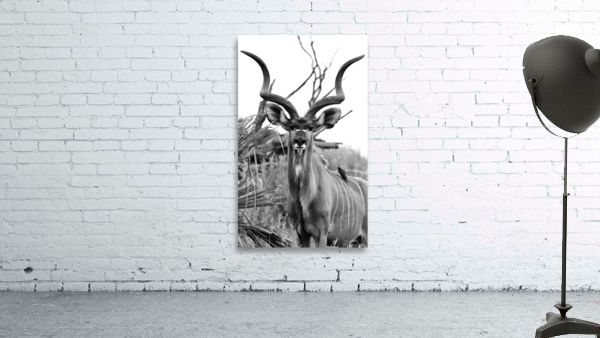 Handsome Kudu Wall Preview