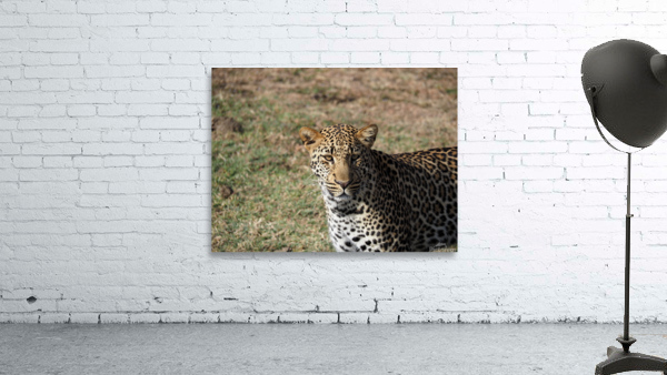 Passive leopard  Wall Preview