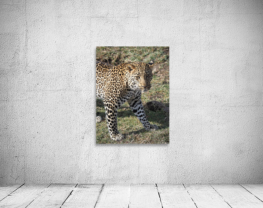 Leopard look  Wall Preview