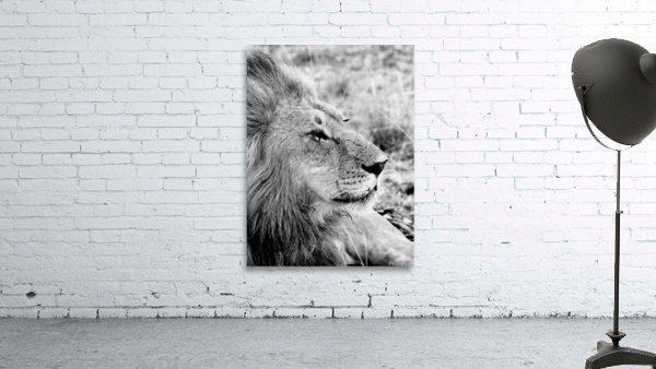 Passive Lion Wall Preview