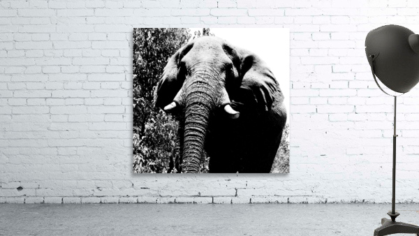 Elephant close up Wall Preview