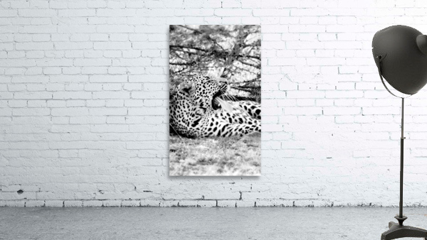 Leopard black and white Wall Preview
