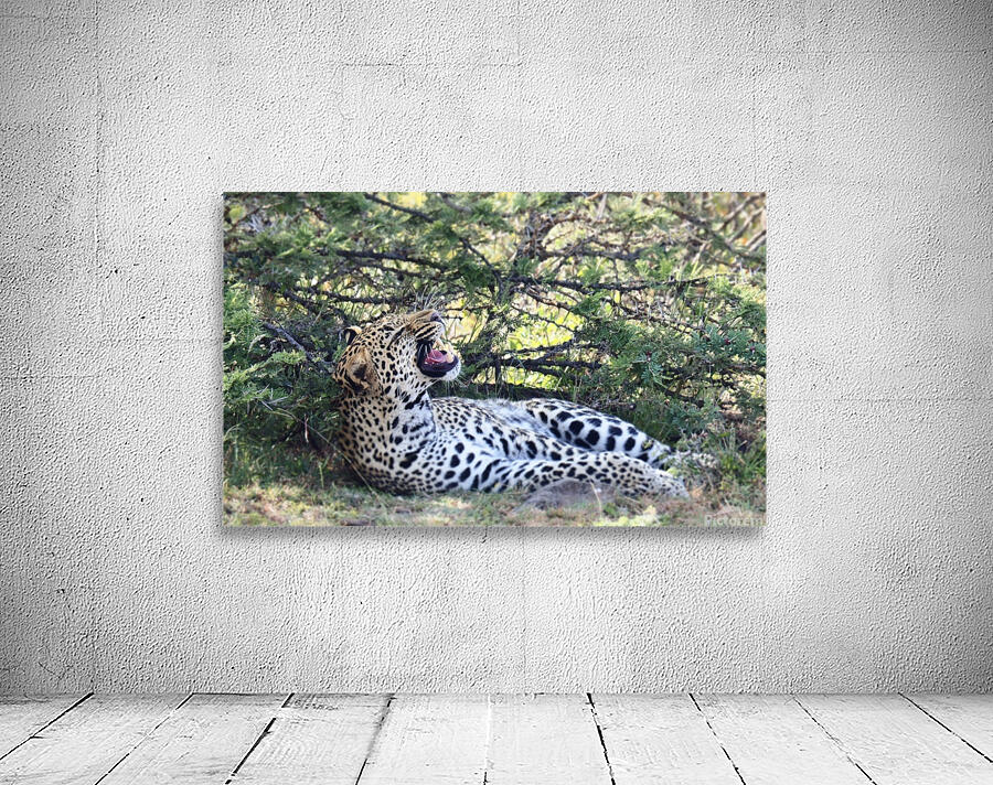 Sleepy Leopard Wall Preview