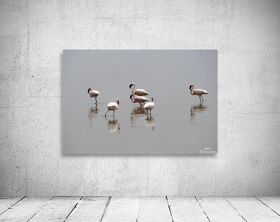 Flamingo  Wall Preview