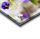 Purple flower Acrylic print