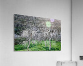 Fig trees Acrylic Print