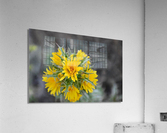 Yellow Thisle  Acrylic Print
