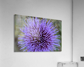 Milk Thisle Flower Acrylic Print